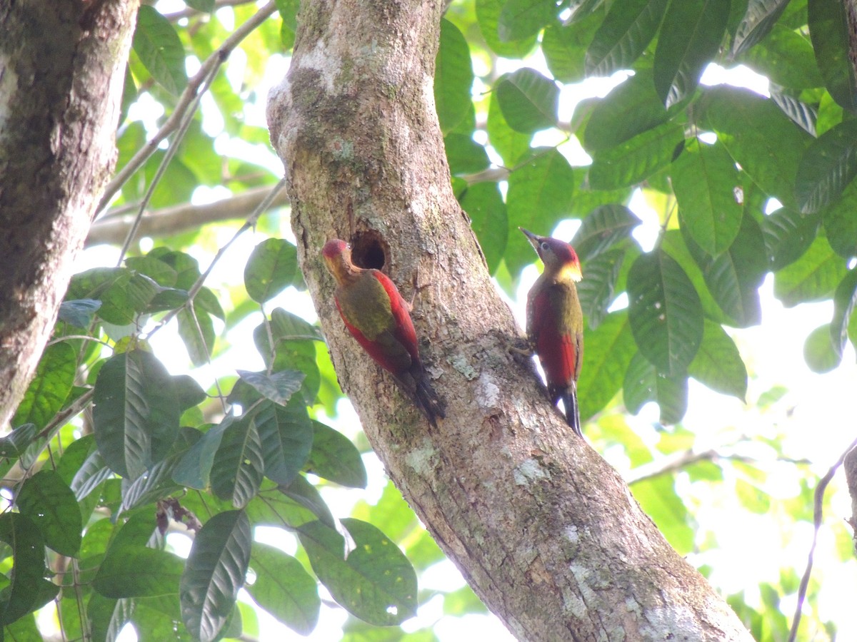 Crimson-winged Woodpecker - Ton Yeh