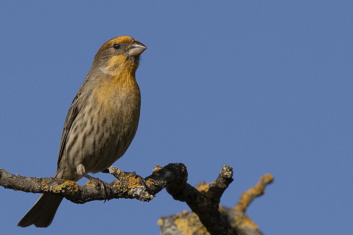 House Finch - Wayne Lattuca