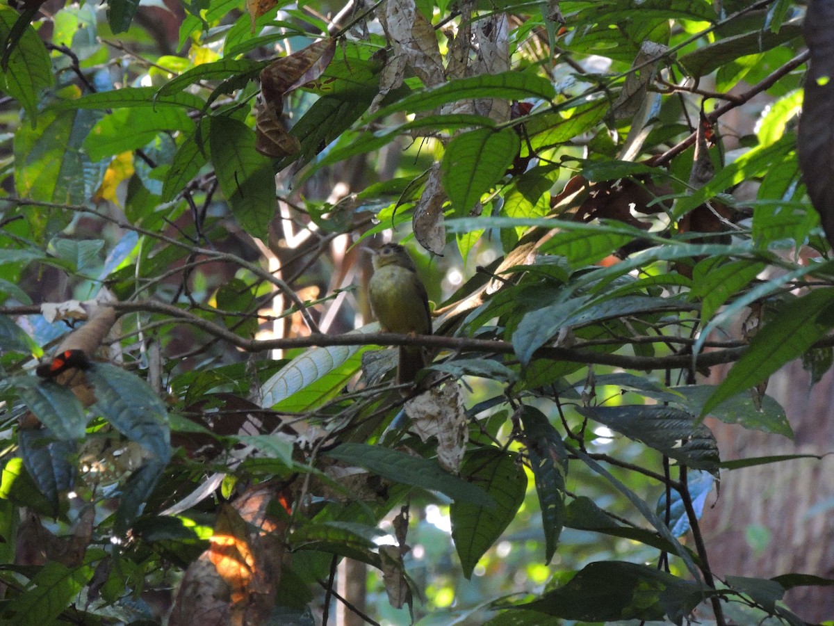 Hairy-backed Bulbul - Ton Yeh