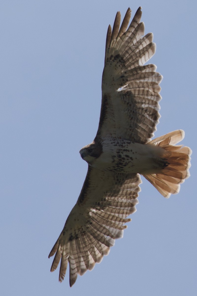 Red-tailed Hawk - ML619397590