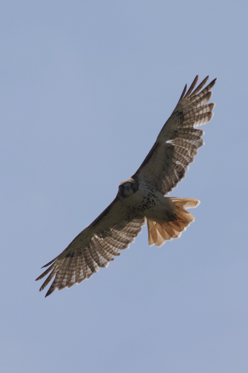 Red-tailed Hawk - ML619397591