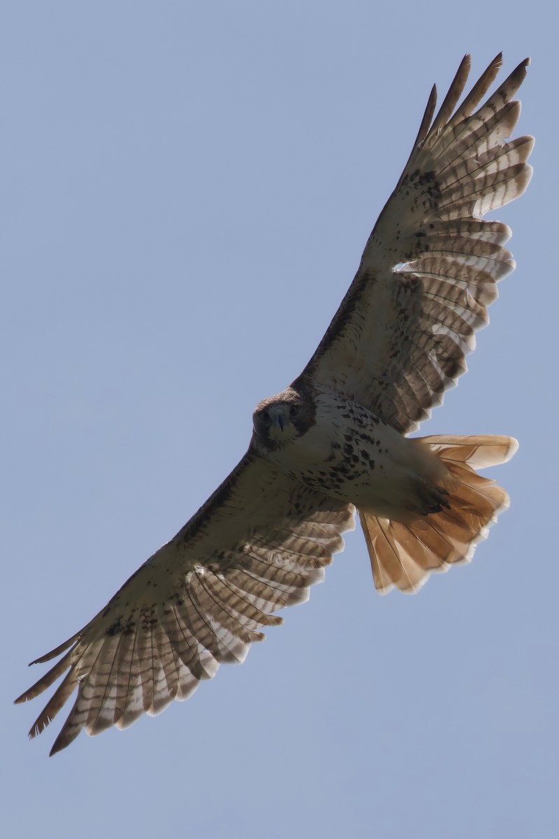 Red-tailed Hawk - ML619397592