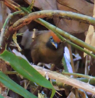 Fluffy-backed Tit-Babbler - Ton Yeh
