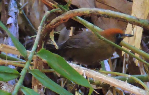 Fluffy-backed Tit-Babbler - Ton Yeh