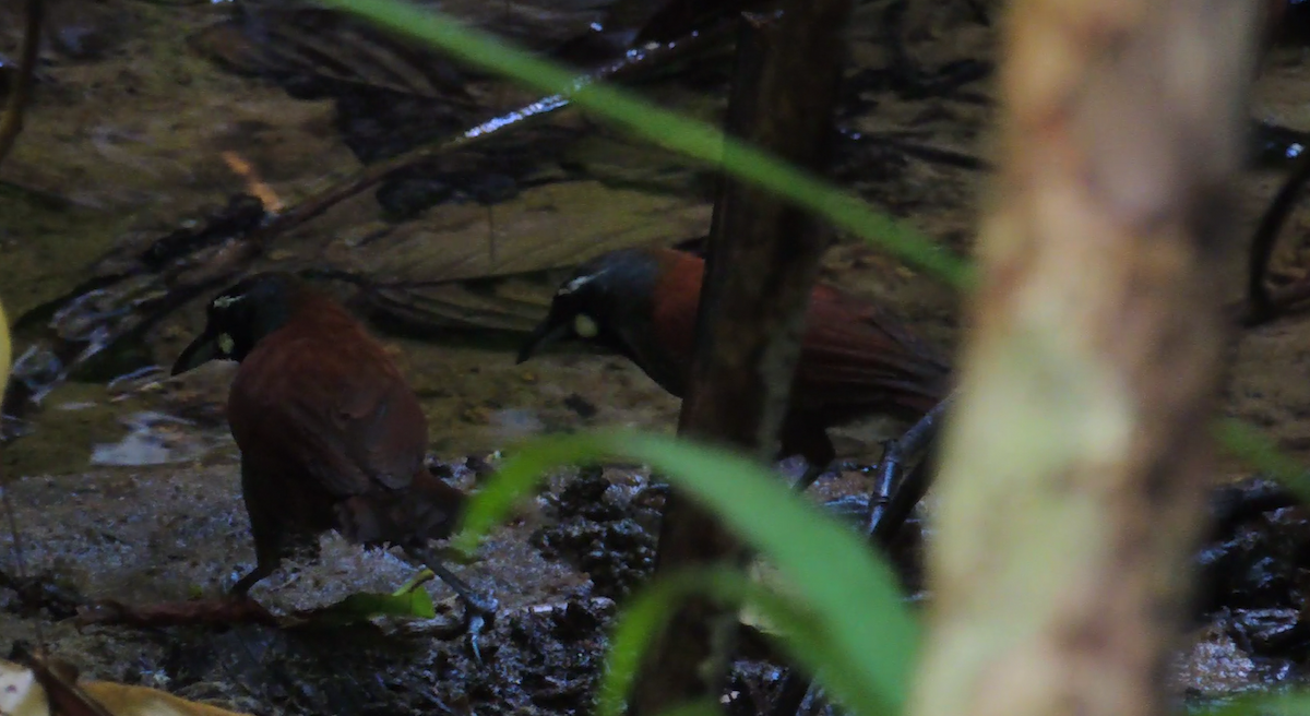 Black-throated Babbler - Ton Yeh