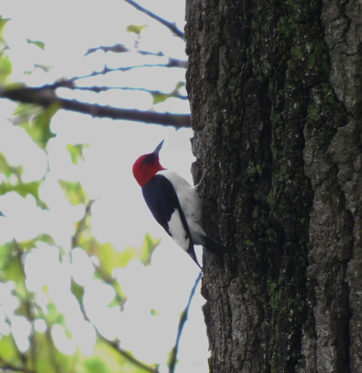 Red-headed Woodpecker - Amalie + Jeffrey Hutchinson