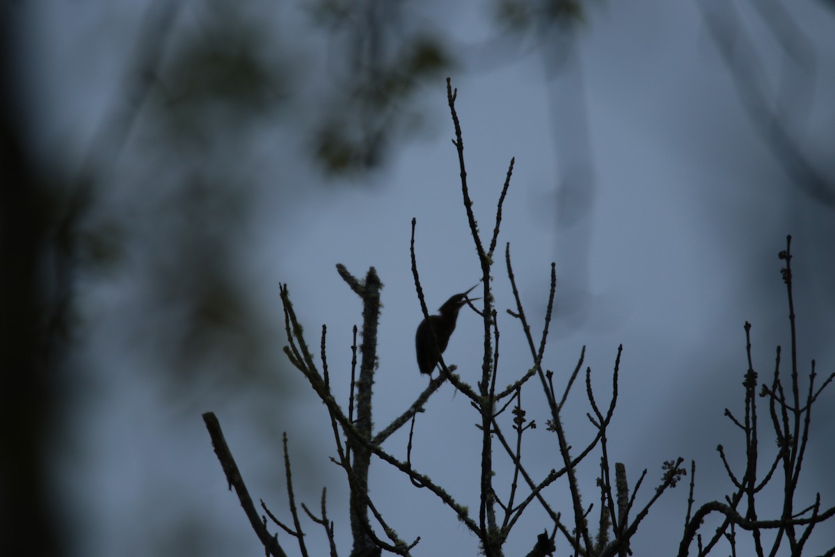 Green Heron - ML619397618