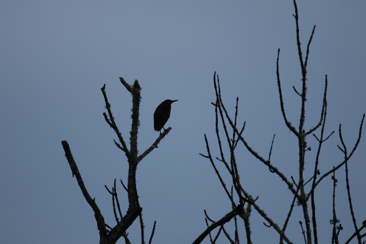 Green Heron - ML619397619