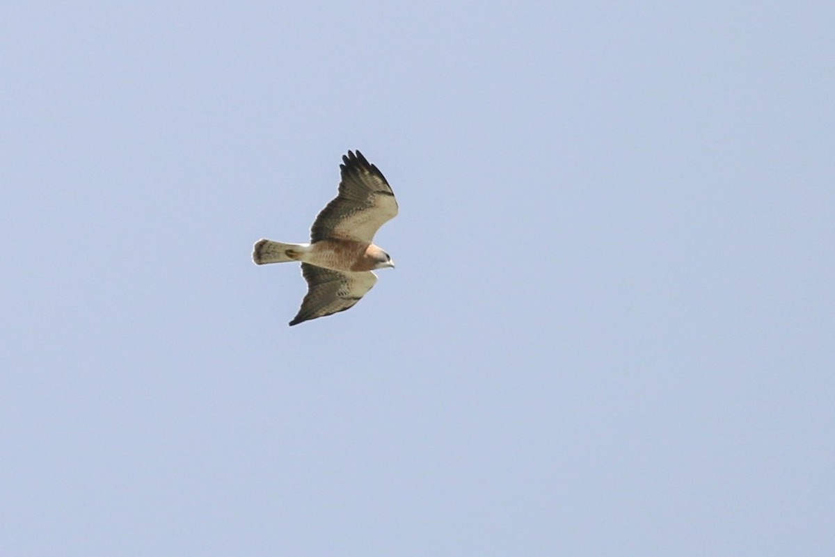 Swainson's Hawk - Joe Kipper