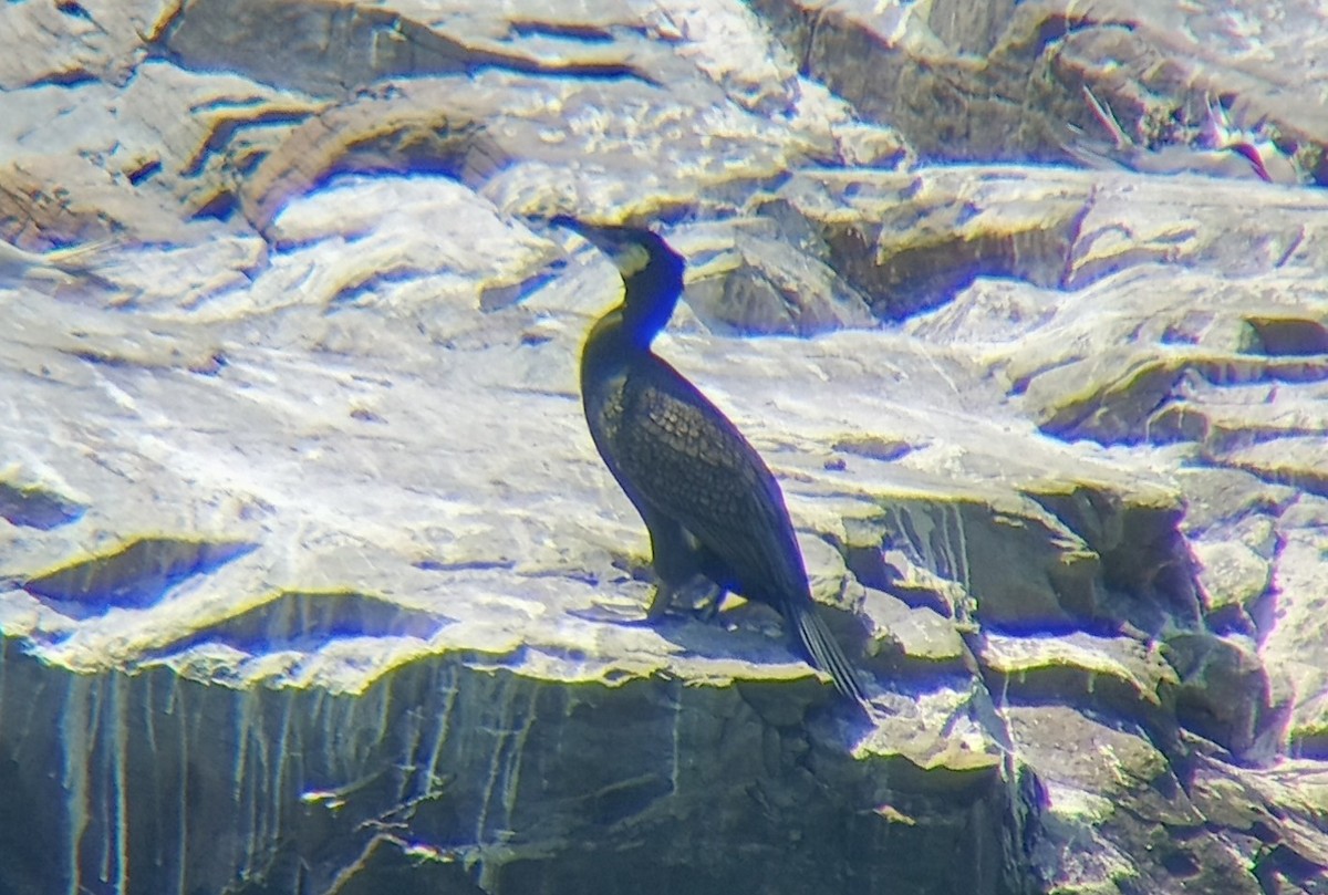 Great Cormorant - ML619397627