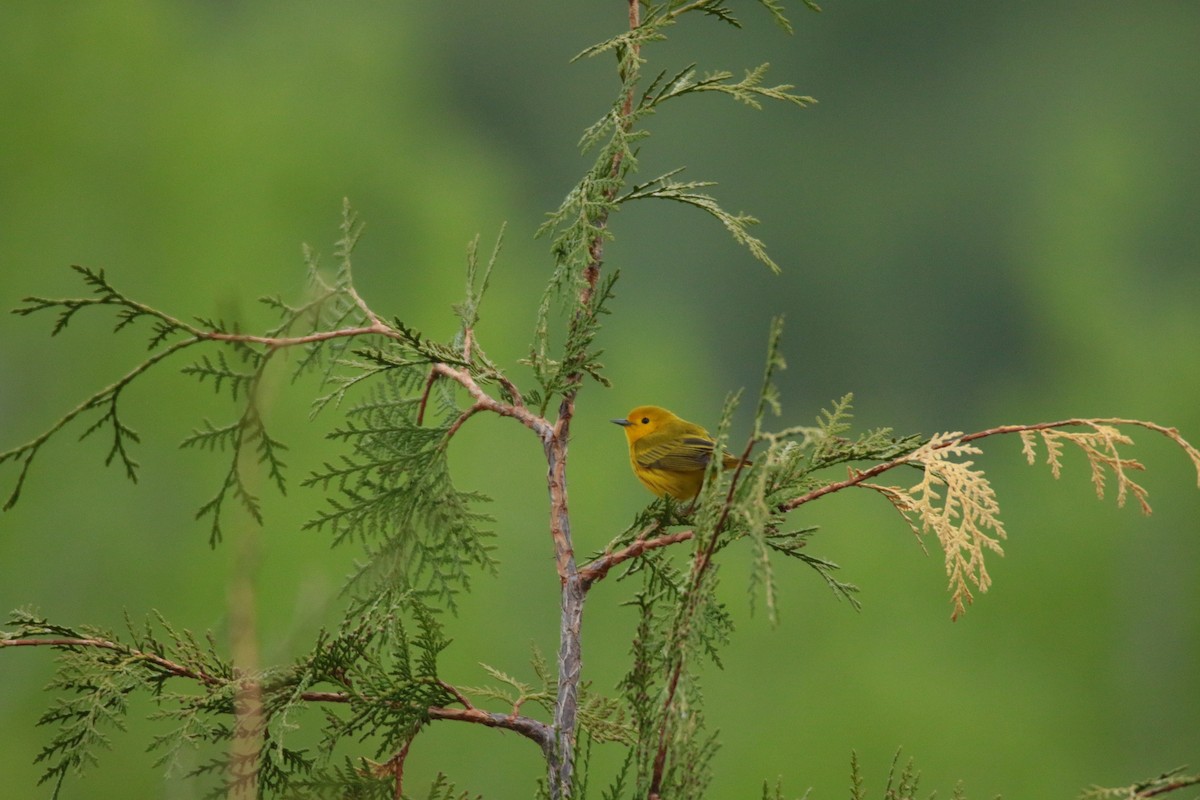 Northern Yellow Warbler - ML619397630