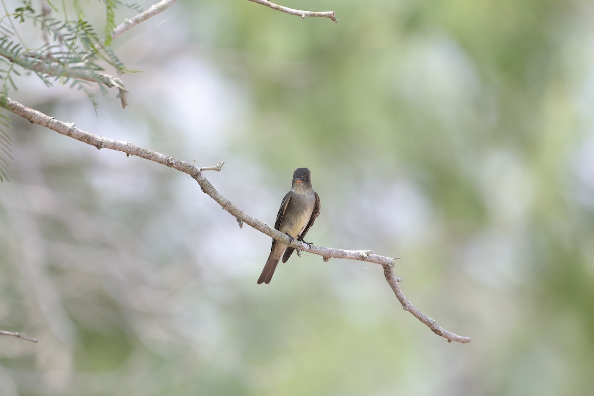 Eastern Wood-Pewee - ML619397632