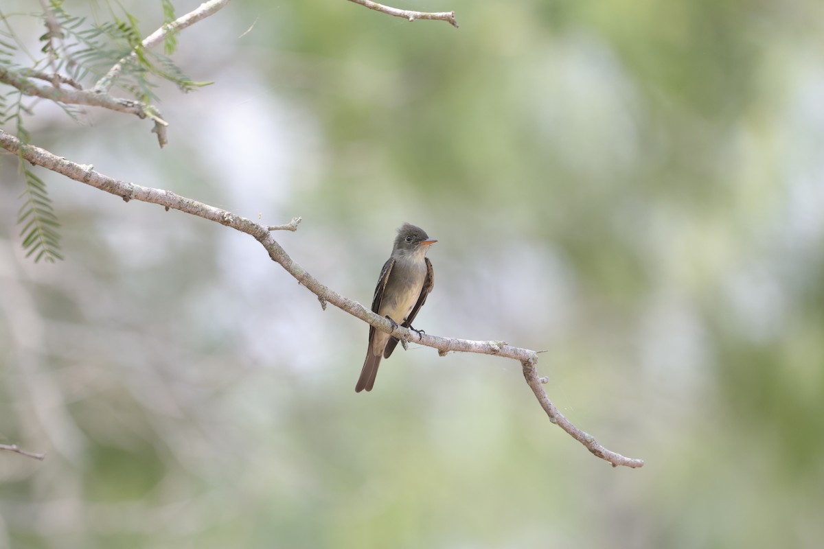 Eastern Wood-Pewee - ML619397633