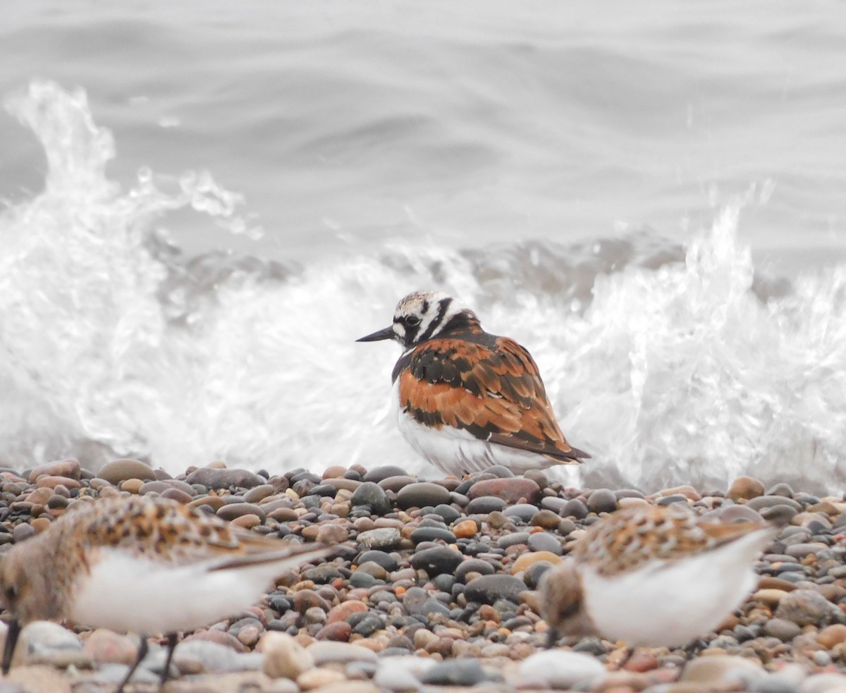 Ruddy Turnstone - Amalie + Jeffrey Hutchinson