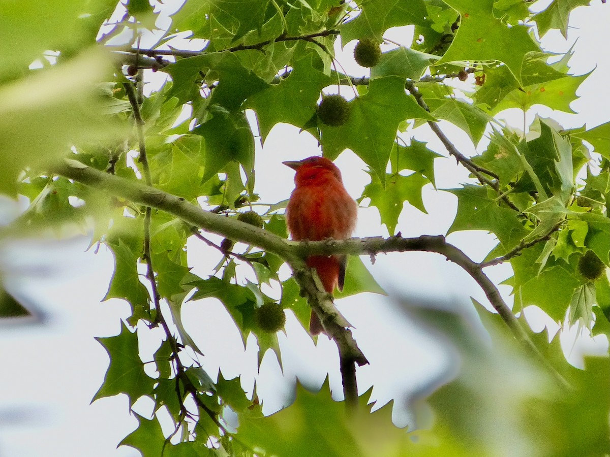 Piranga Roja - ML619397637