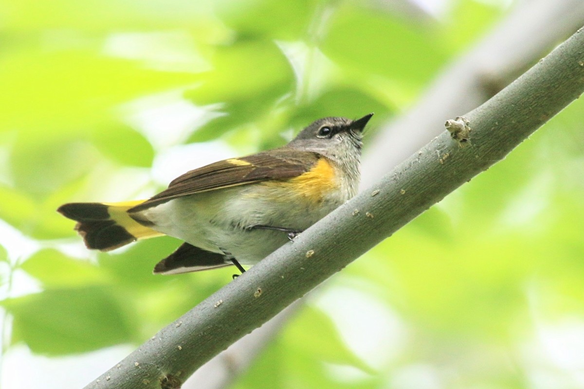 American Redstart - ML619397638