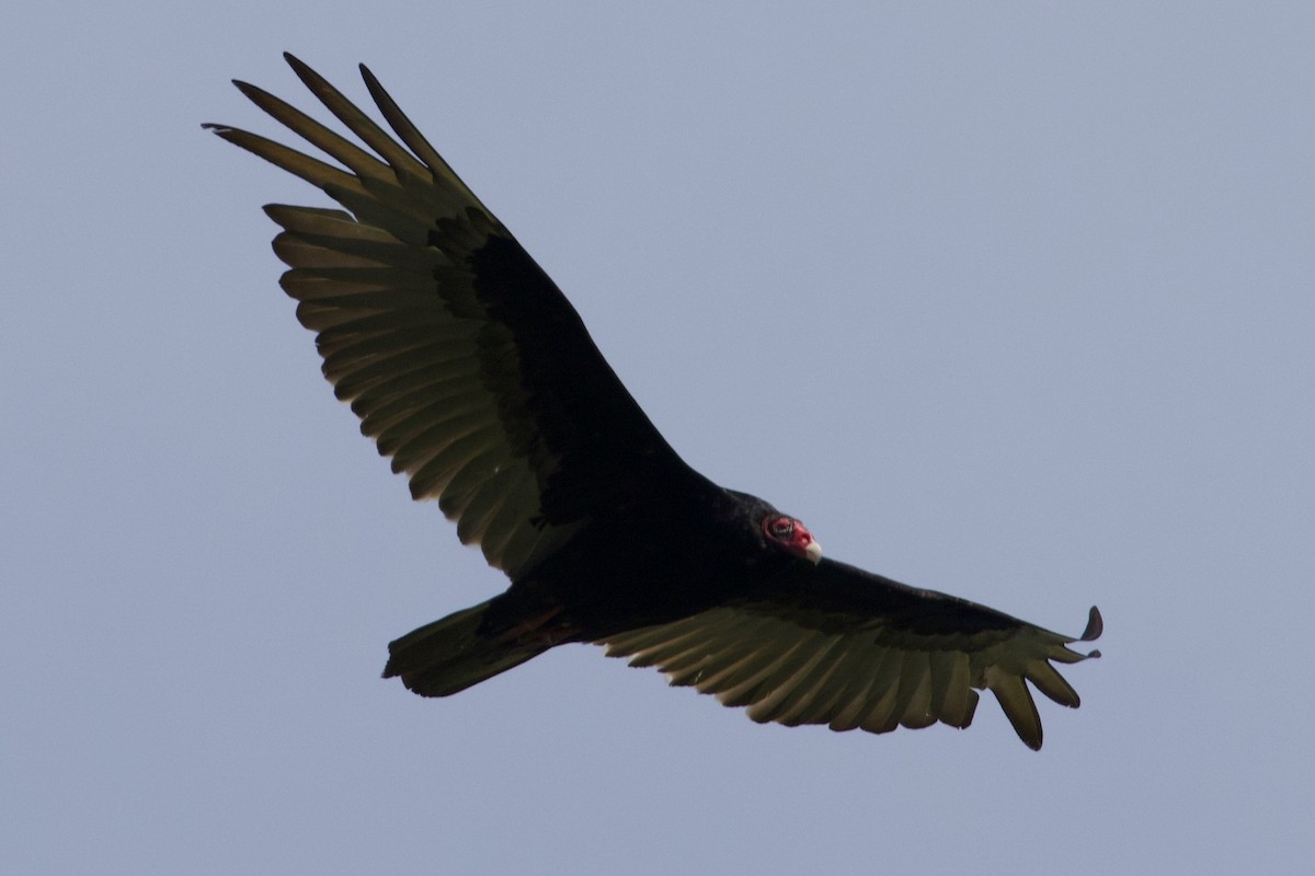 Turkey Vulture - ML619397640