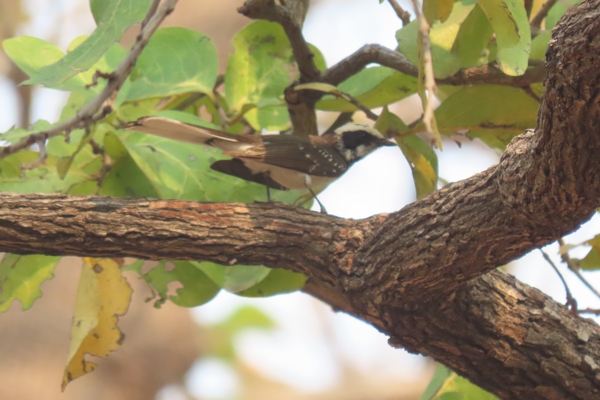 White-browed Fantail - Chitra Ingole