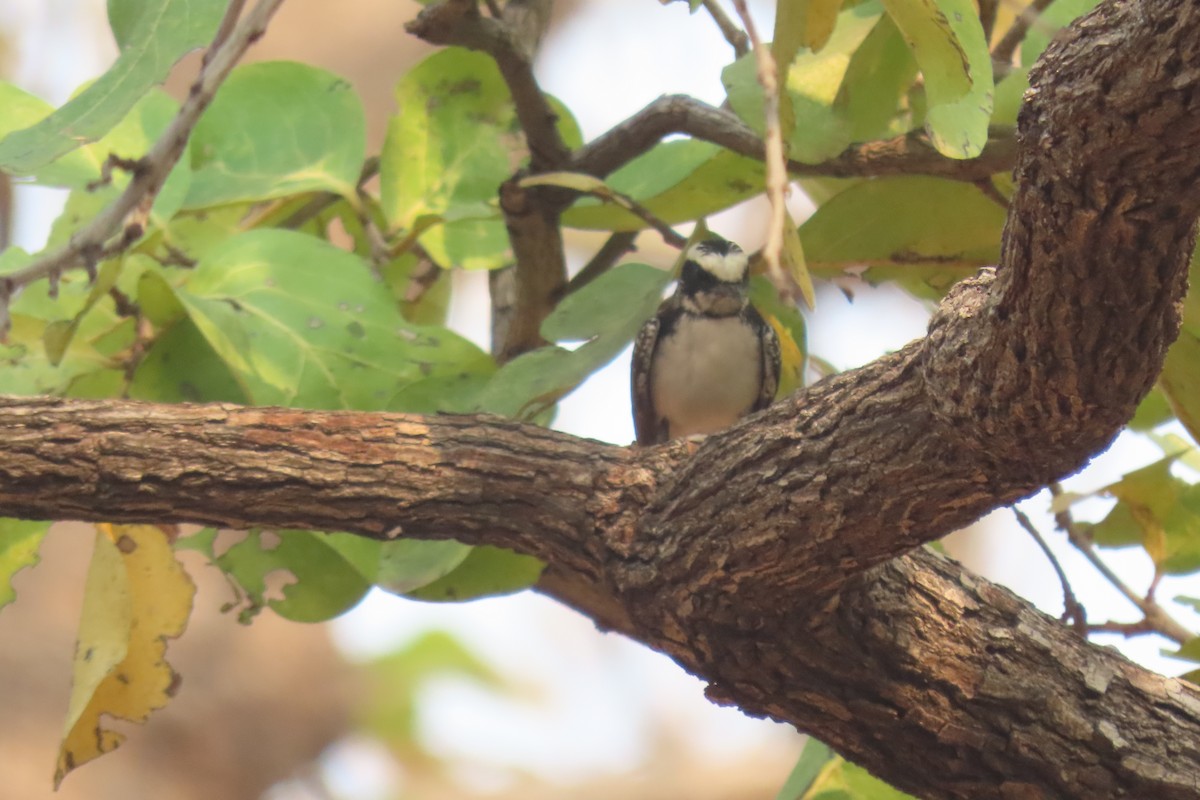 White-browed Fantail - Chitra Ingole