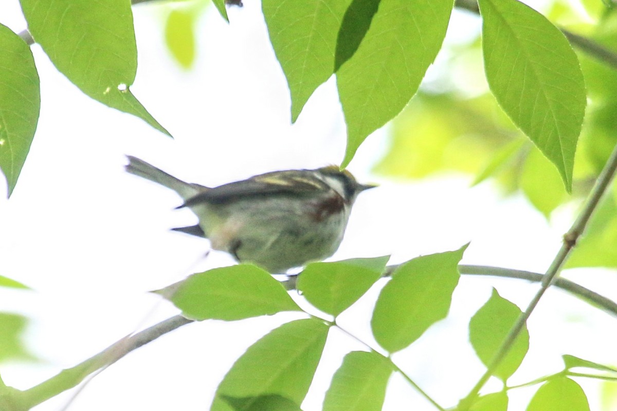 Chestnut-sided Warbler - ML619397647