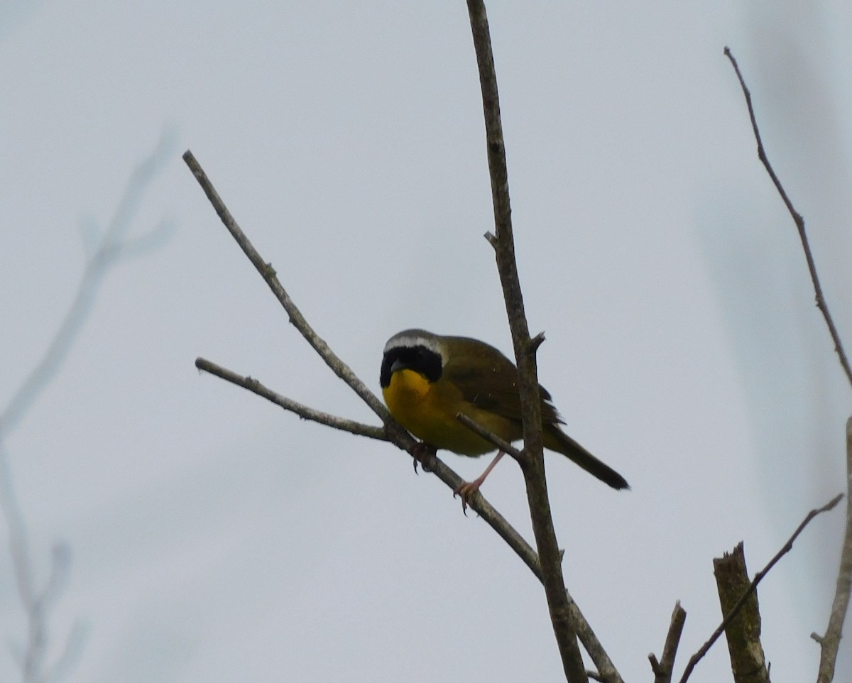 Common Yellowthroat - Amalie + Jeffrey Hutchinson