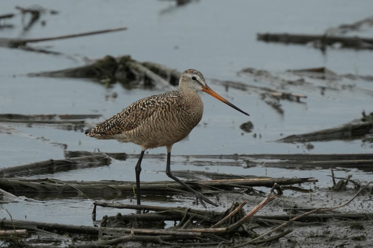 Marbled Godwit - Brennan and Lucius McCullough