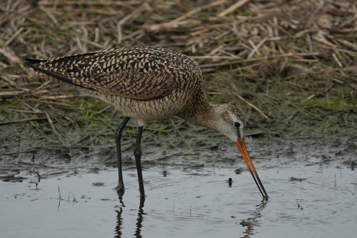 Marbled Godwit - Brennan and Lucius McCullough