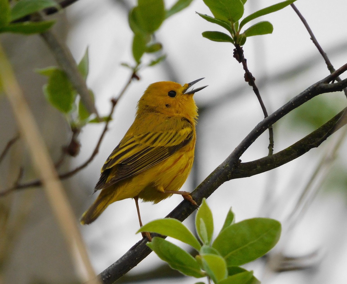 Yellow Warbler - ML619397656