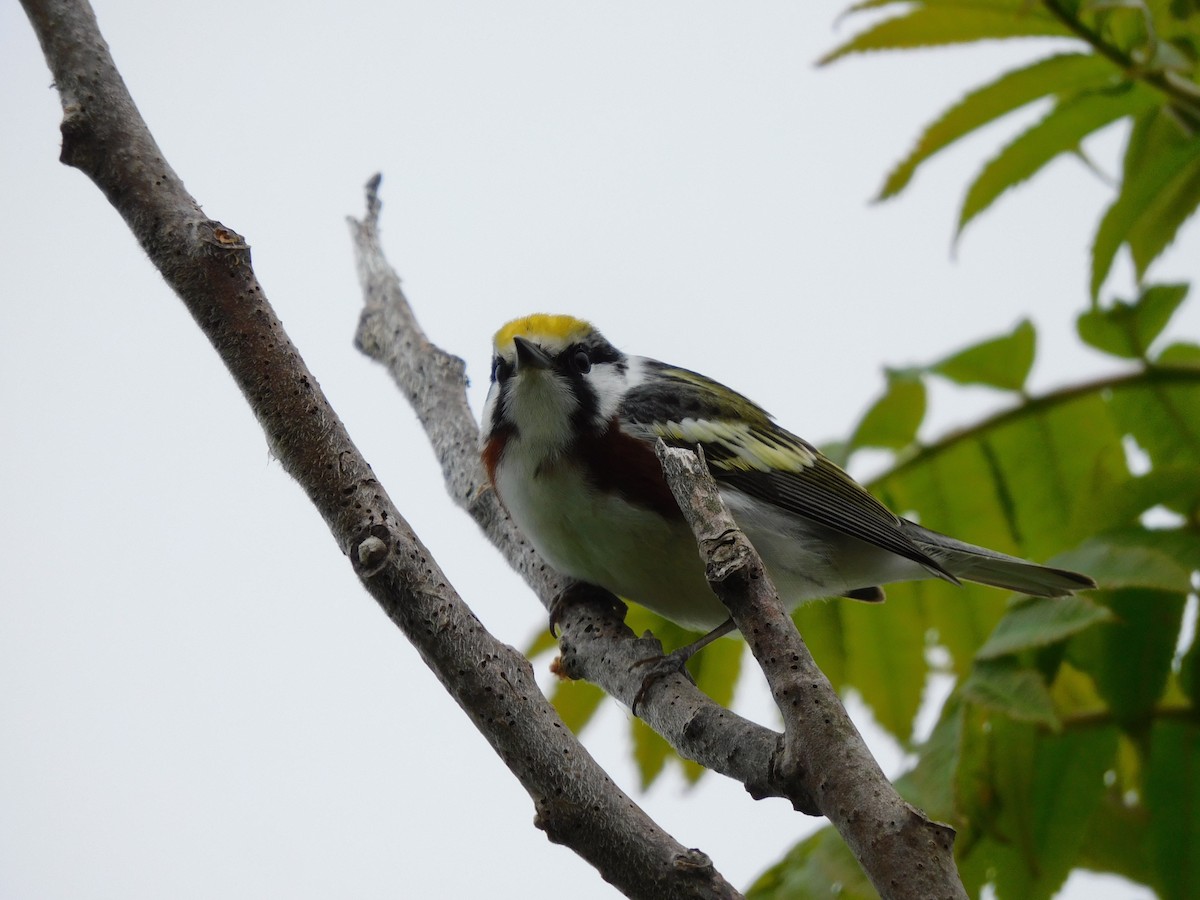 Chestnut-sided Warbler - Amalie + Jeffrey Hutchinson