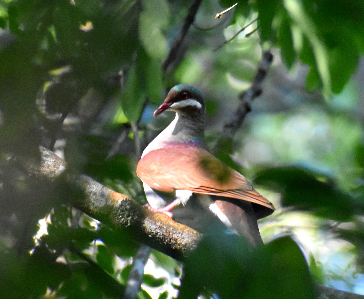 Key West Quail-Dove - ML619397693