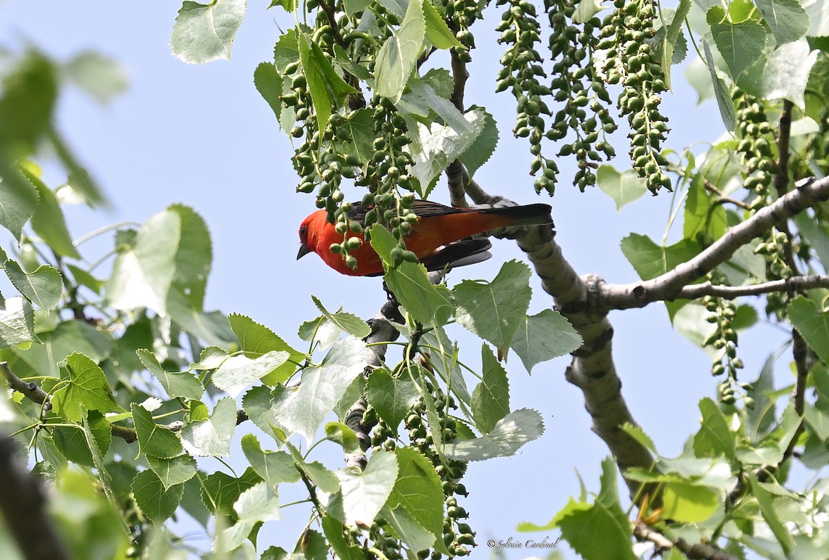 Scarlet Tanager - Sylvain Cardinal