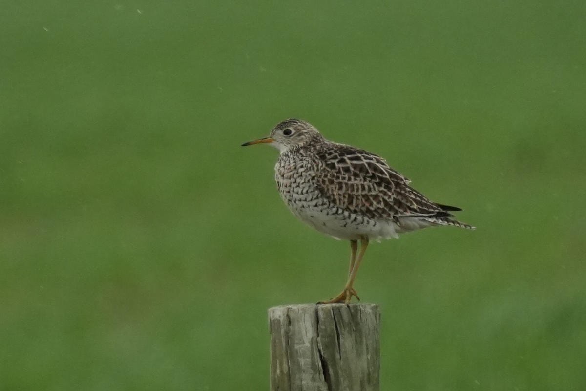 Upland Sandpiper - Brennan and Lucius McCullough