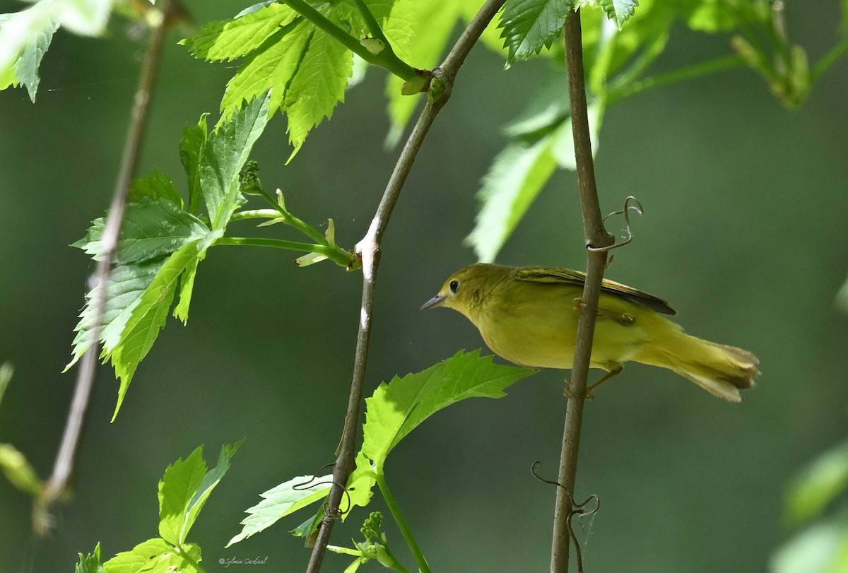 Yellow Warbler - Sylvain Cardinal