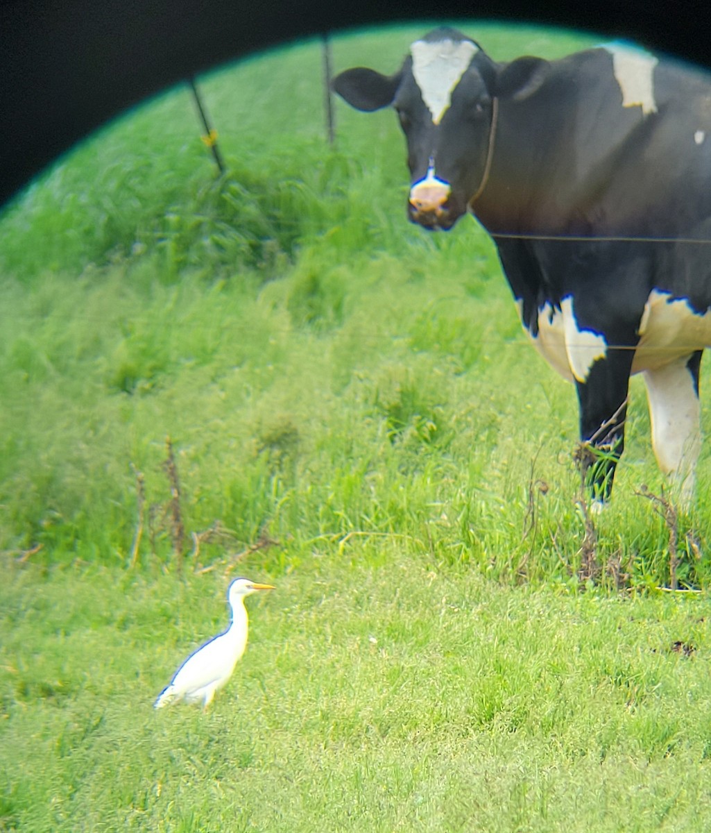 Western Cattle-Egret - ML619397714