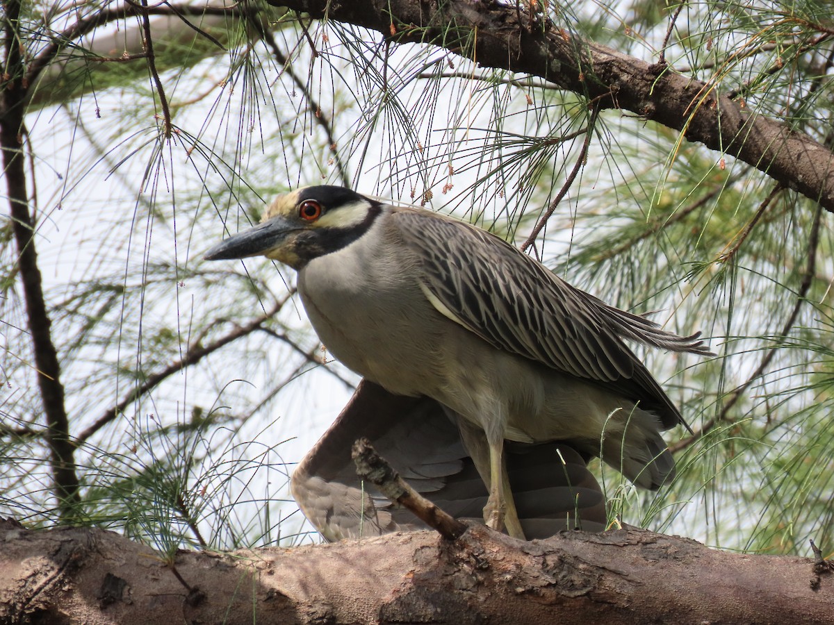 Yellow-crowned Night Heron - Susan Young