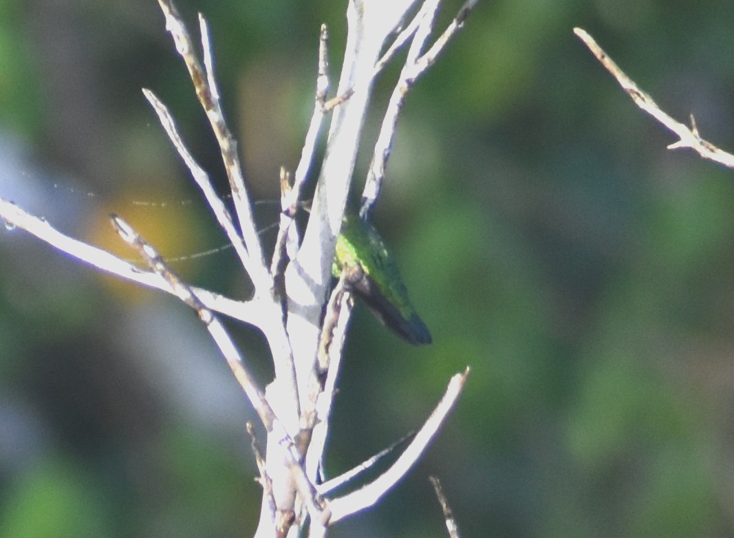 kolibřík smaragdový - ML619397717