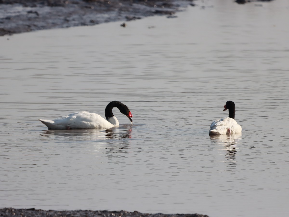 Black-necked Swan - Mario Reyes