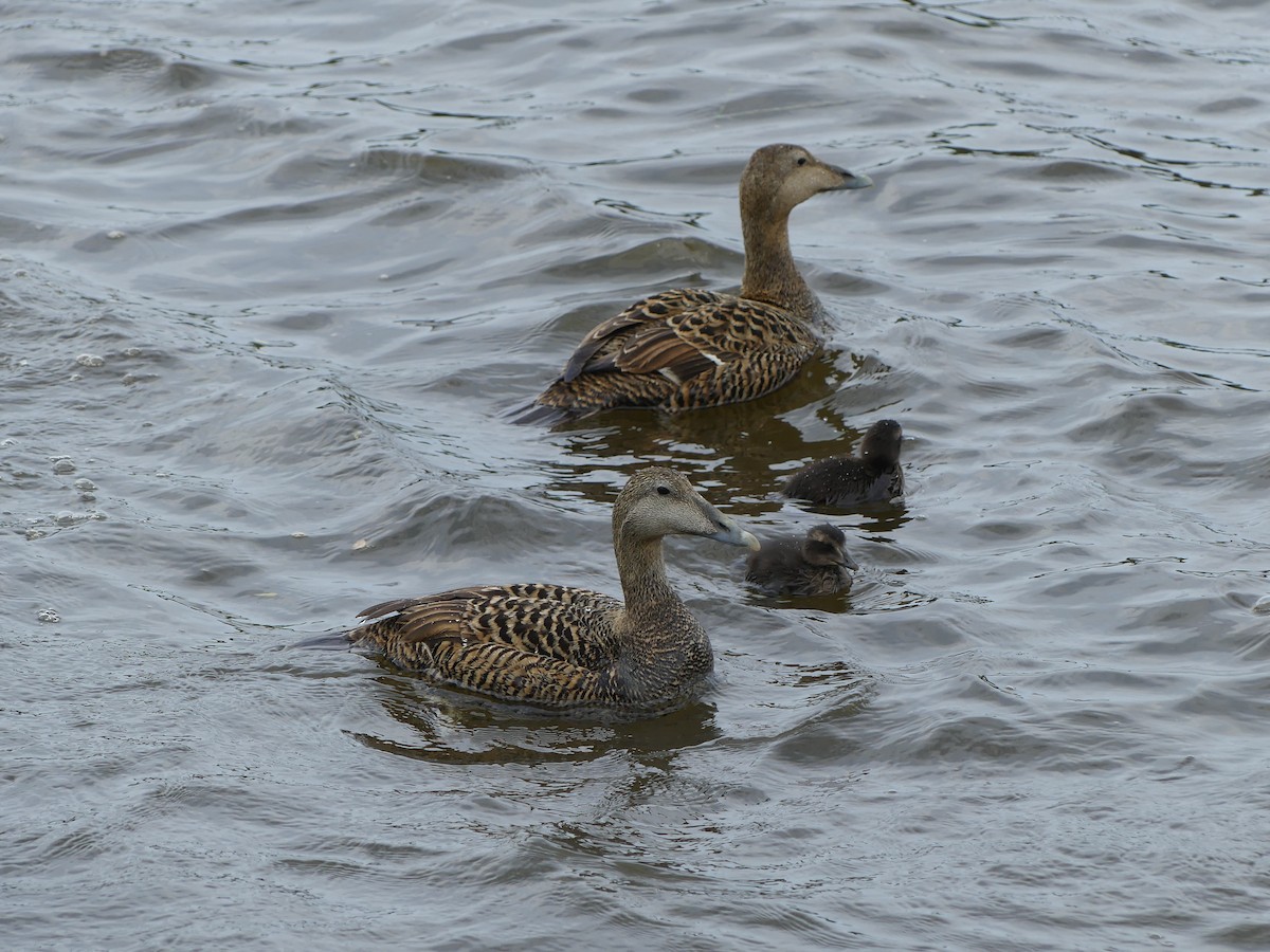 Common Eider - ML619397725