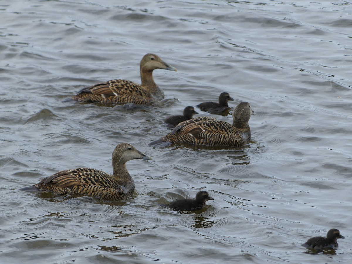 Common Eider - Anonymous