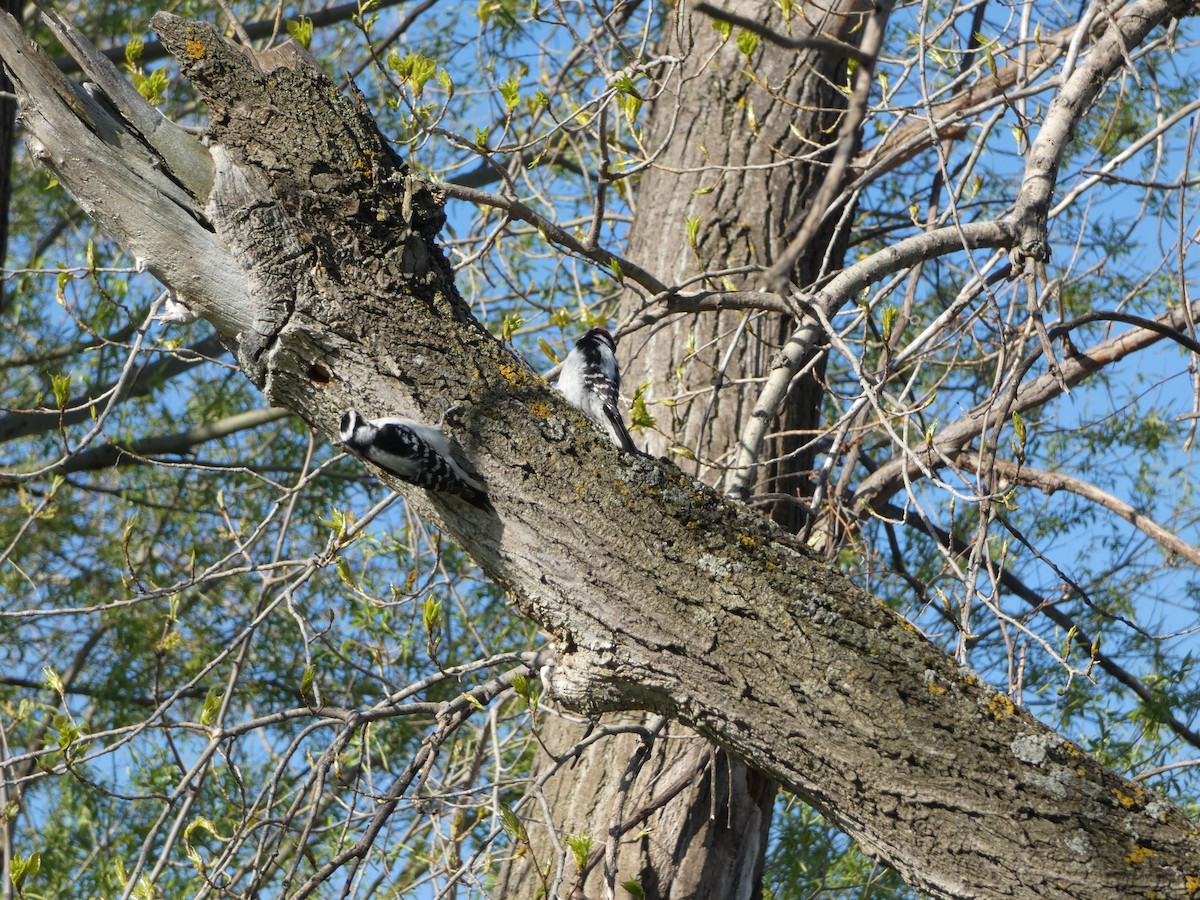 Downy Woodpecker - Marieta Manolova