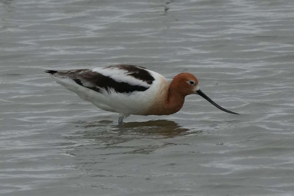 American Avocet - Brennan and Lucius McCullough