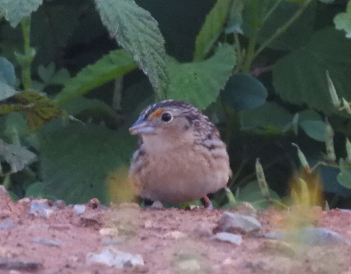 Grasshopper Sparrow - ML619397734