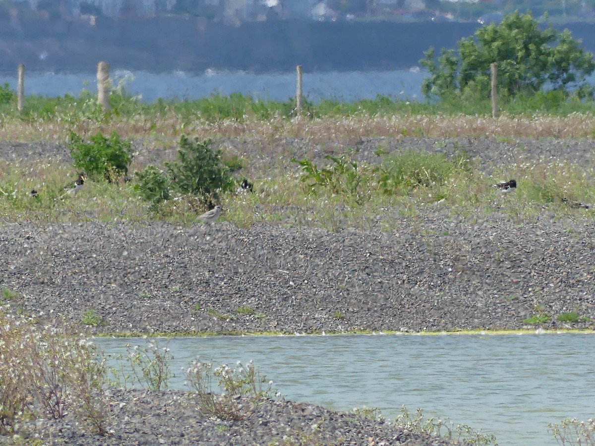 Black-bellied Plover - Anonymous