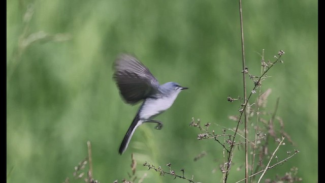 Blue-gray Gnatcatcher - ML619397748