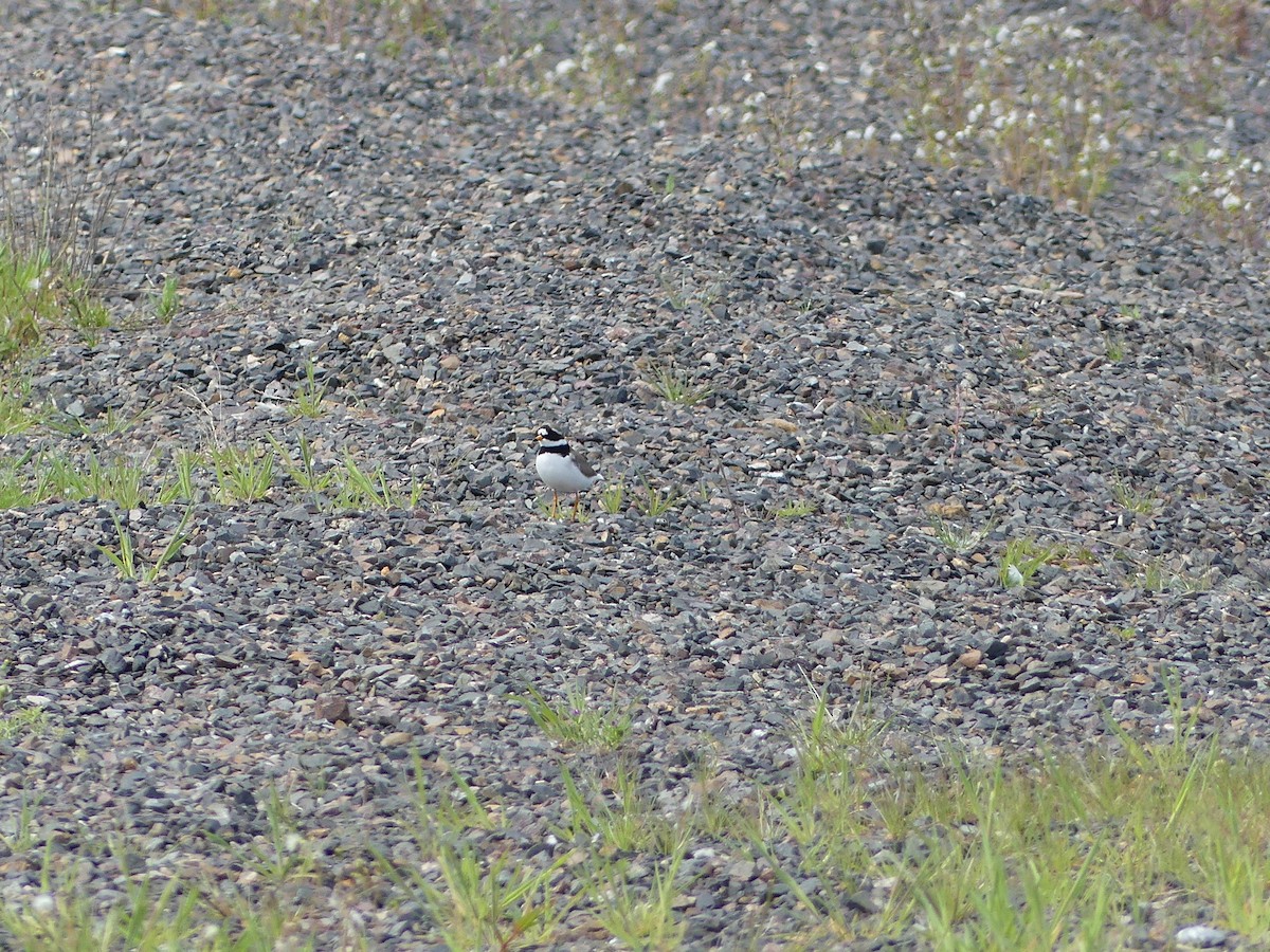 Common Ringed Plover - Anonymous