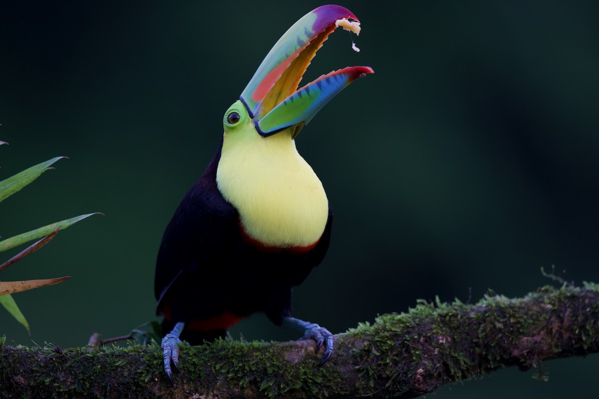 Keel-billed Toucan - David Brassington