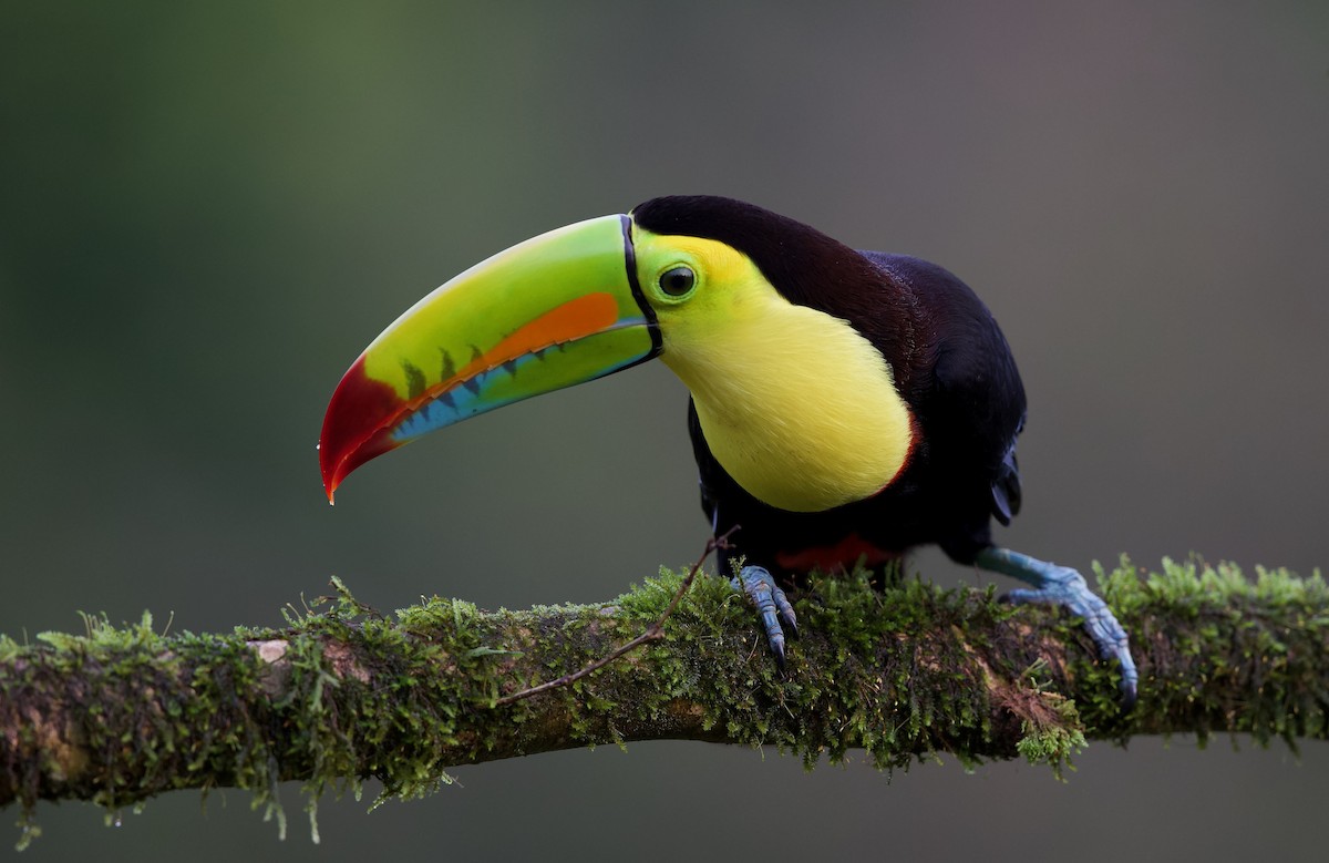 Keel-billed Toucan - David Brassington