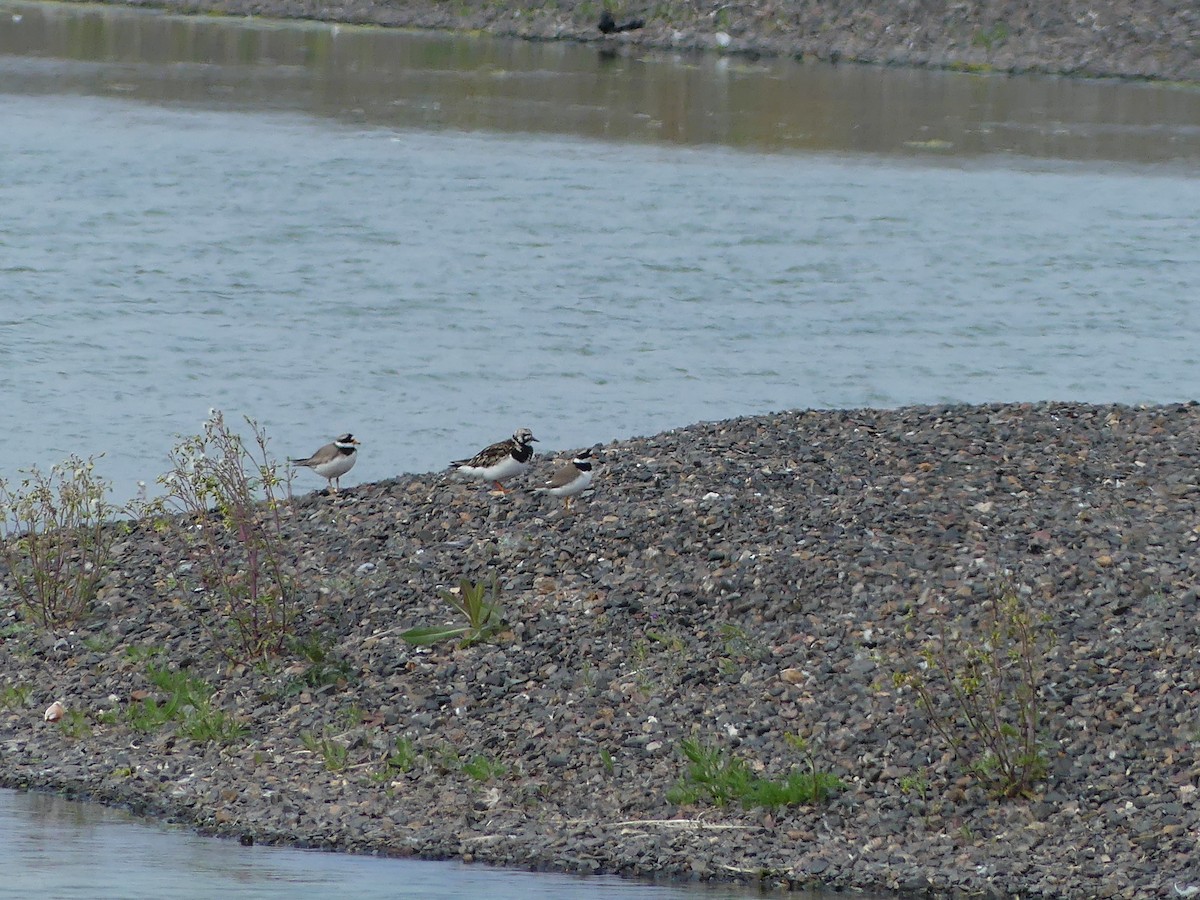 Ruddy Turnstone - Anonymous