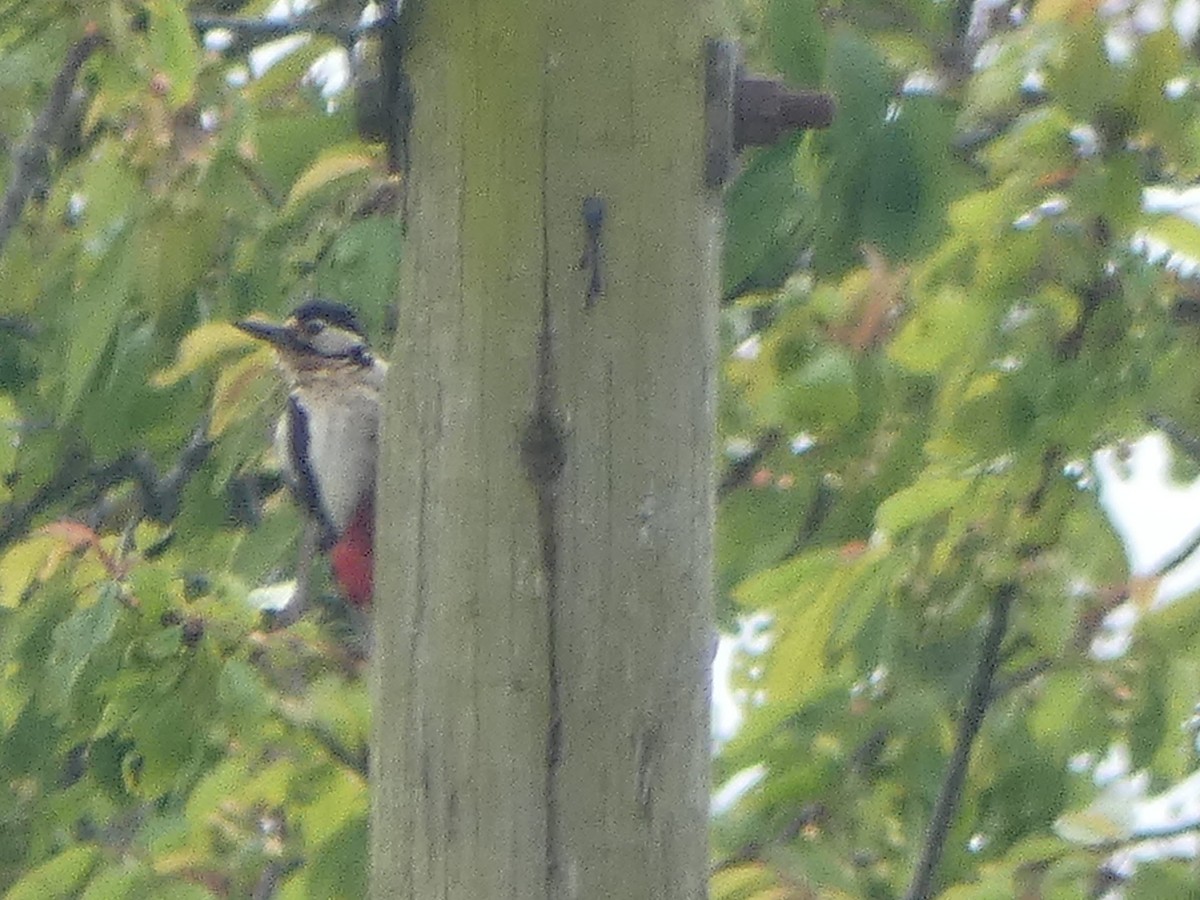 Great Spotted Woodpecker - Da Lo