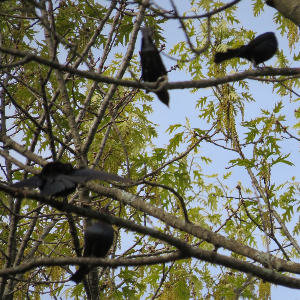 Brown-headed Cowbird - ML619397776